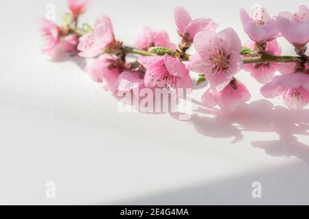 Fleurs de pêche sur un fond de table blanc en plein soleil.Macro photographie de fleurs de printemps dans le studio. Le concept de l'arrivée du printemps Banque D'Images