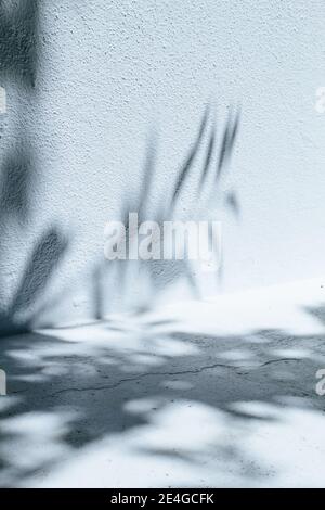 Résumé texture d'arrière-plan d'une surface de paroi blanche avec ombres de plantes Banque D'Images