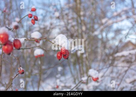 Hanches roses rouges sur une branche sous la neige. Arrière-plan naturel en hiver. Hiver givré concept, vitamines naturelles. Photo de haute qualité Banque D'Images