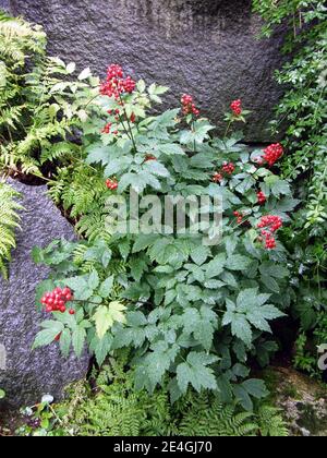 Scarlatine brillants de baneberry rouge (Actaea rubra) Dans un jardin en juillet Banque D'Images