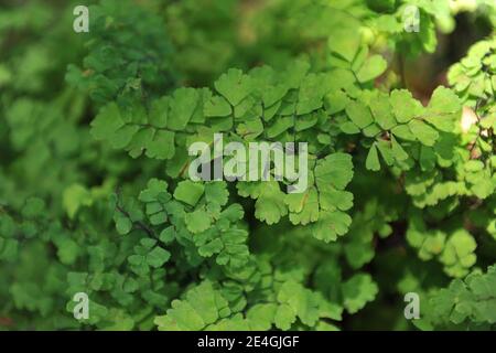 Fougères bermudes (Adiantum bellum) Pousse dans un jardin en juillet Banque D'Images