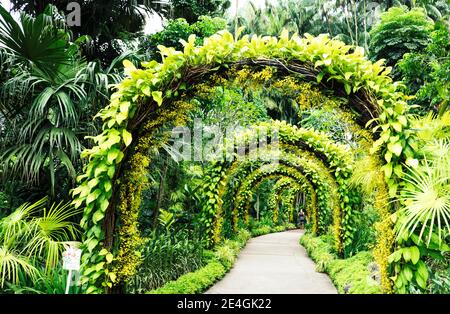 Arche de plantes entourée de palmiers tropicaux dans le jardin botanique de Singapour Banque D'Images