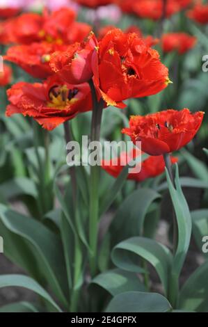 Tulipes rouges à double frange (Tulipa) Fiery Dream Bloom dans un jardin en avril Banque D'Images