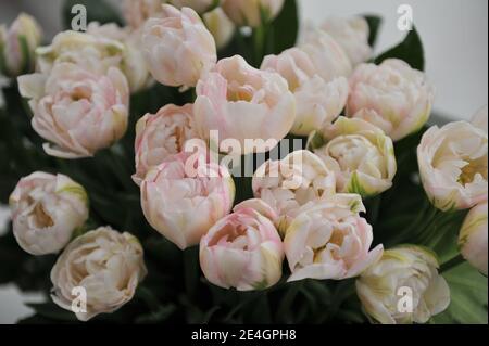 Un bouquet de pivoines roses et blanches Double triomphe tardif Tulipes (Tulipa) Finola dans un jardin en avril Banque D'Images