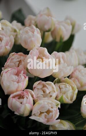 Un bouquet de pivoines roses et blanches Double triomphe tardif Tulipes (Tulipa) Finola dans un jardin en avril Banque D'Images