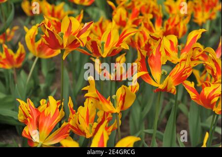 Tulipes rouges et jaunes à fleurs de nénuphars (Tulipa) fleurissent les feux de feu dans un jardin en avril Banque D'Images