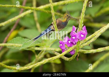 Mâle de queue de Thorntail à crasure de fil, Discosura popellairii, se nourrissant à la fleur de verveine. Banque D'Images