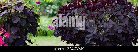 Jardin contenant des shamrocs violet foncé, oxalis triangularis Banque D'Images