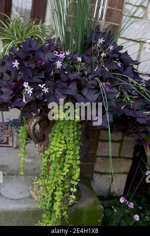 Jardin contenant des shamrocs violet foncé, oxalis triangularis Banque D'Images