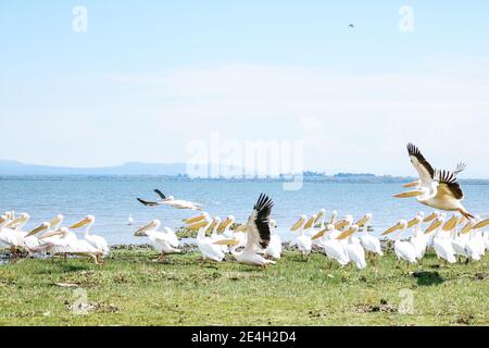 Le grand pélican blanc se forme à Crescent Island, un sanctuaire de gibier privé dans le lac Naivasha au Kenya, en Afrique Banque D'Images