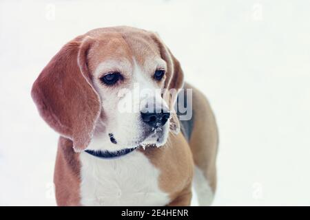 Beagle de race pure ou chien de chien de chien courant anglais qui a l'air concentré sur le sur un fond blanc tout en marchant dans une neige stationnement Banque D'Images