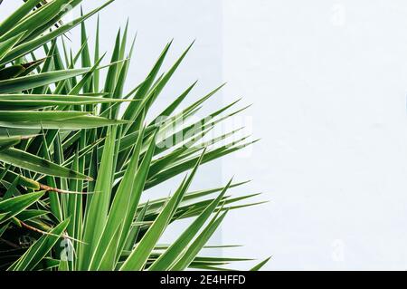 Texture de fond d'une grande plante de cactus/aloès devant un mur de pierre blanche avec beaucoup d'espace pour texte Banque D'Images