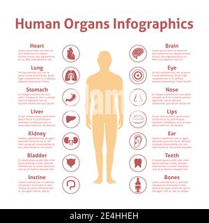 Icônes d'organes humains avec illustration vectorielle de jeu d'infographies de figure masculine Illustration de Vecteur