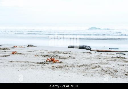 Crabes rouges (crabes d'Halloween ou de lune) sortant de leurs trous sur une plage de sable à Montezuma, Costa Rica Banque D'Images