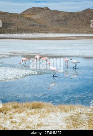 Flamants se nourrissant de crevettes saumures à Laguna verde dans le Parc national d'Uyuni en Bolivie Banque D'Images