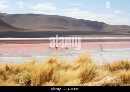 Jeunes flamants se nourrissant de crevettes saumures au lagon rouge En Bolivie Banque D'Images