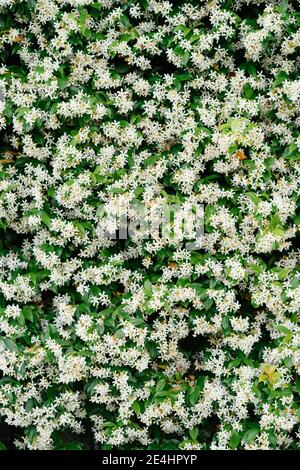 Gros plan de buissons avec de petites fleurs de jasmin. Banque D'Images