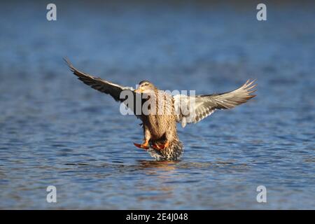 Femelle canard colvert Anas platyrhynchos volant pour atterrir sur une eau bleue Banque D'Images