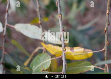 Boutons de fleurs vert rouge dormants, saule rouge, Salix Laevigata, Salicaceae, arbuste indigène, sentier de Bluff Creek, côte sud de la Californie, hiver. Banque D'Images