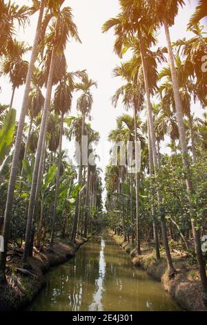 Vue sur un palmier de bétel le long de la plantation de campagne en Thaïlande. Banque D'Images