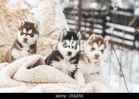 Chiots Husky mignons, bottes en feutre dans la neige et chiot husky, carte d'hiver avec chiots Banque D'Images