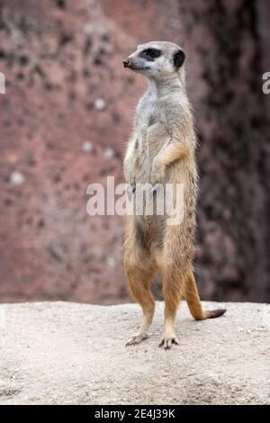 Meerkat debout sur une pierre et être vigilant sur le guetteur Banque D'Images