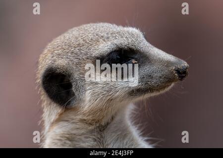 Gros plan Meerkat regardant à droite avec du sable dans son et sur son nez Banque D'Images