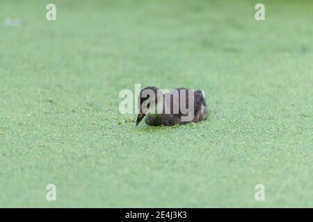 Petits canards nageant dans les duckweed et regardant vers le bas Banque D'Images