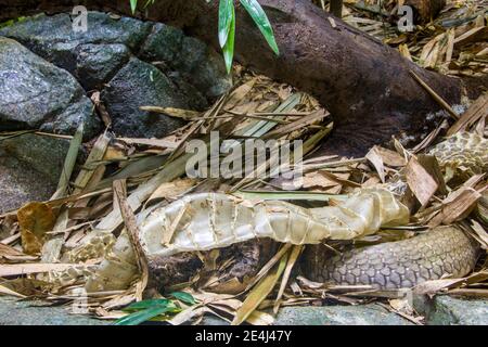 La peau de serpent du roi cobra (Ophiophage hannah). Un grand écoulement endémique aux forêts de l'Inde à travers l'Asie du Sud-est. Banque D'Images