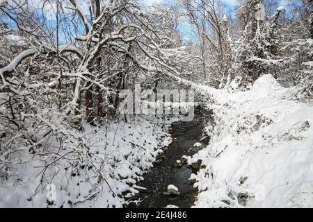 Une parcelle de nature en hiver dans la ville d'Alexandrie, Virginie Banque D'Images