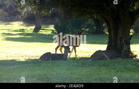 Los Angeles, Californie, États-Unis 21 janvier 2021 UNE vue générale de l'atmosphère de Deer à Forest Lawn Memorial Park Hollywood Hills le 21 janvier 2021 à Los Angeles, Californie, États-Unis. Photo par Barry King/Alay stock photo Banque D'Images