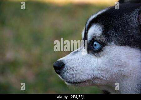 Une photo de tête d'un Klee Kai. Le mot Klee Kai vient des mots Intuit signifiant « petit chien ». La race a été établie en Alaska, aux États-Unis dans les années 1970. Banque D'Images