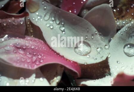 GOUTTES DE PLUIE SUR LES PÉTALES DE MAGNOLIA X SOULANGEANA. Banque D'Images