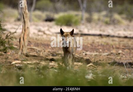 Australian dingo (Canis lupus dingo) Abaisser Fortescue River dans l'ouest de l'Australie. Banque D'Images