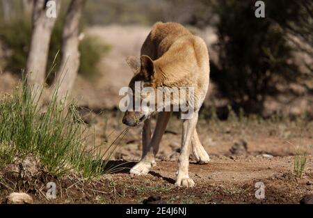 Australian dingo (Canis lupus dingo) Abaisser Fortescue River dans l'ouest de l'Australie. Banque D'Images