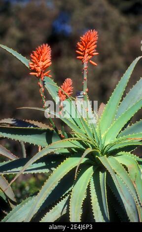 ALOÈS ARBORESCENS (SUCCULENT) COMMUNÉMENT CONNU SOUS LE NOM D'ALOÈS DE KRANTZ CANDÉLABRE ALOÈS Banque D'Images