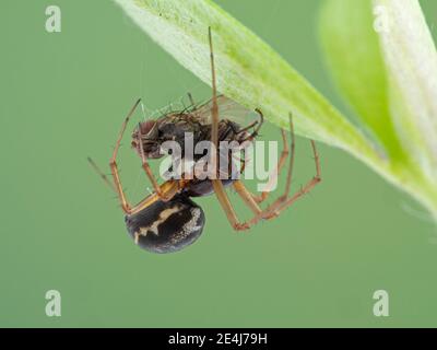 Vue latérale d'une petite araignée hamac colorée, espèce Pityohyphantes, sous une feuille de plante, se nourrissant à la volée. Boundary Bay saltmarsh, Ladner, Del Banque D'Images