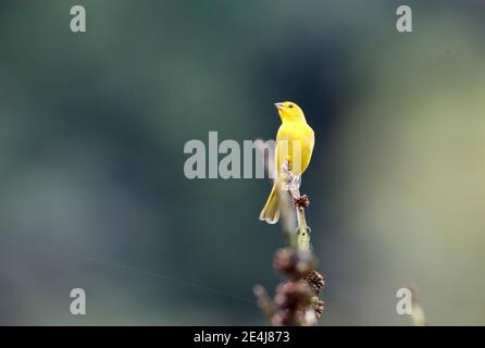 safran finch (Sicalis flaveola) à Equador Banque D'Images