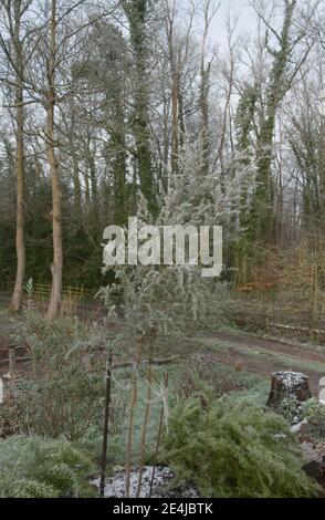Hiver givrage sur les feuilles d'Evergreen d'une usine de Manuka ou d'arbre à thé (Leptospermum scoparium) poussant dans un jardin de forêt dans le Devon rural, Angleterre, Royaume-Uni Banque D'Images