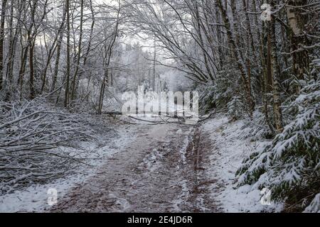 Arbre brisé bloquant la route boueuse, d'abord en Lettonie Banque D'Images