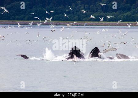 Baleines à bosse alimentation en filet de bulles, Juneau Alaska Banque D'Images
