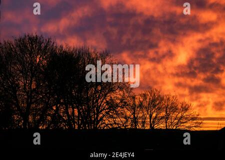 WIMBLEDON LONDRES, ROYAUME-UNI 23 JANVIER 2021. Les arbres sont mis en scène contre un firesky coloré au lever du soleil, un matin froid et gelé après que les températures aient plongé en dessous de zéro degré au cours de la nuit. Credit: amer ghazzal / Alamy Live News Banque D'Images