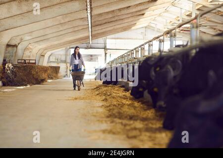 Une jeune femme agriculteur travaillant dans une ferme se promenant le long des étals avec des noirs vaches et taureaux et transport de foin Banque D'Images