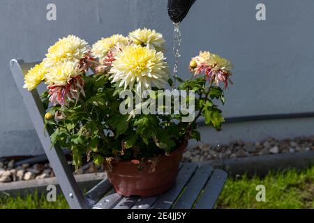 Pot de fleurs de Dahlia jaune assis sur une chaise en bois étant arrosé avec un arrosoir presque vide Banque D'Images