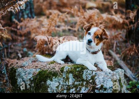 Petit chien mignon couché sur le rocher dans la forêt d'automne Banque D'Images