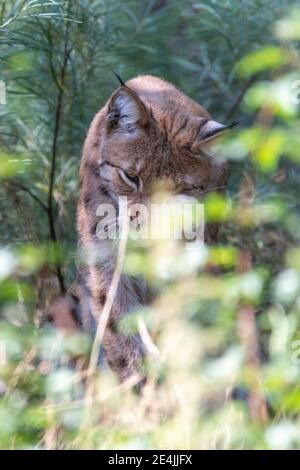 Lynx se cachant derrière les feuilles et les buissons, nettoyant et léchant ses pattes avec ses yeux ouverts. Image au format portrait. Banque D'Images