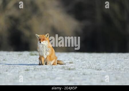 Renard roux (Vulpes vulpes) assis dans la neige, Allgaeu, Bavière, Allemagne Banque D'Images