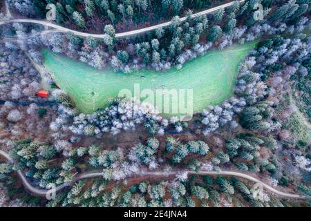 Allemagne, Bade-Wurtemberg, Drone vue de la petite glade dans la forêt souabe à l'aube d'hiver Banque D'Images