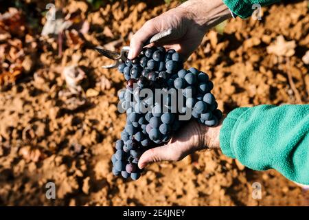 Les mains de l'agriculteur mâle tiennent un bouquet de raisins de la récolte jour ensoleillé Banque D'Images