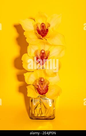 Photo de studio de vase avec fleurs d'orchidées en fleur jaune Banque D'Images